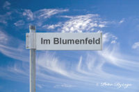 Blumenrath, Im Blumenfeld, Foto-Nr. 2